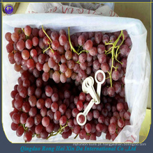 2017 nova chegada uvas frescas de mesa uva fresca